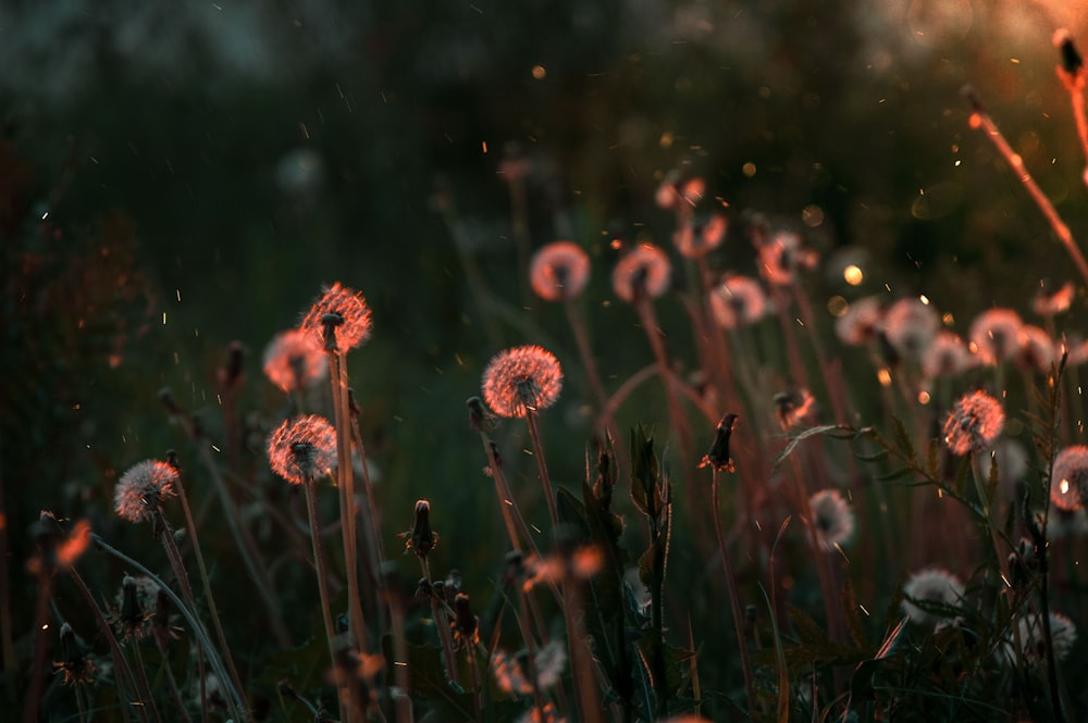 Flores de diente de león