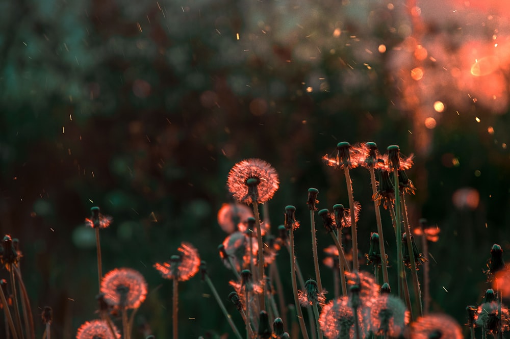 dandelion flowers