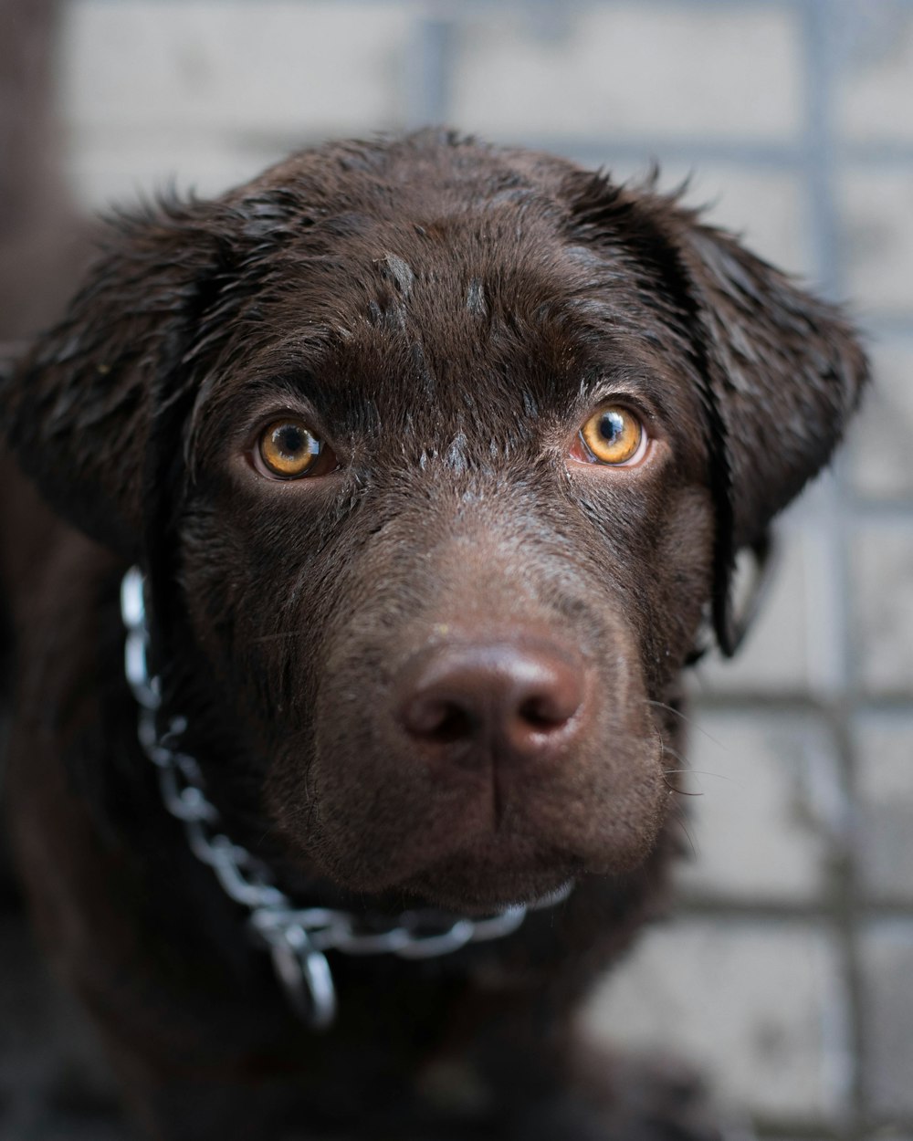 short-coated brown dog