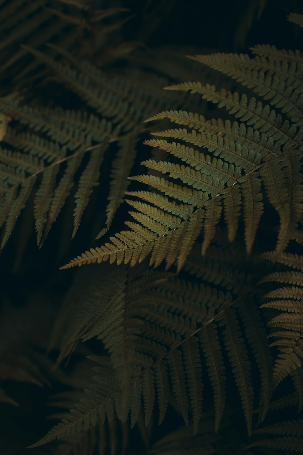 green fern leaves