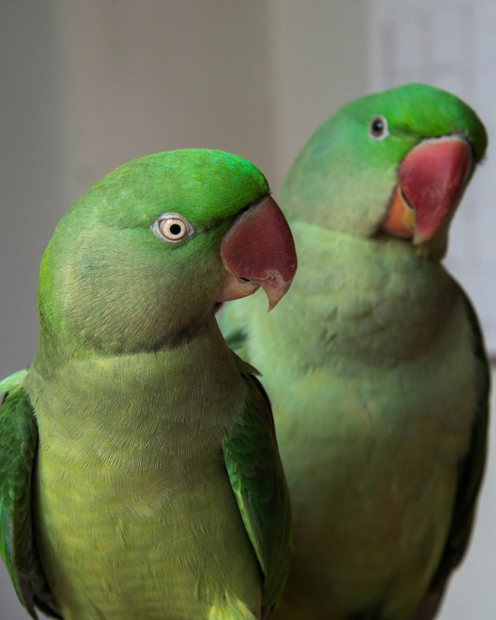 two rose ringed parekeets