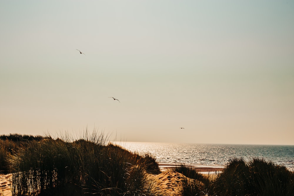 green grasses viewing blue sea during daytime