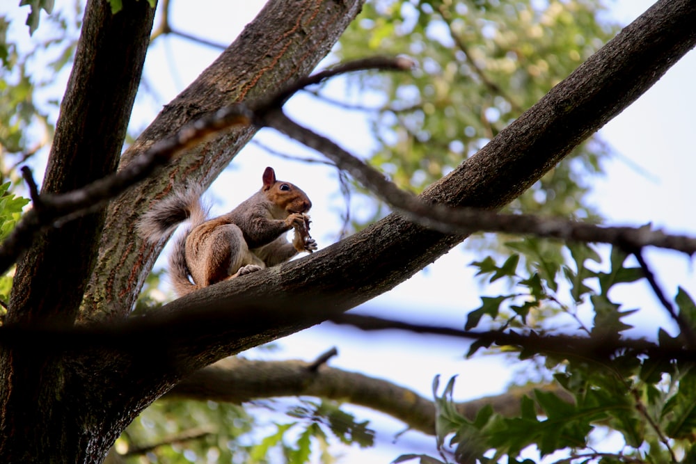 ardilla marrón en el árbol