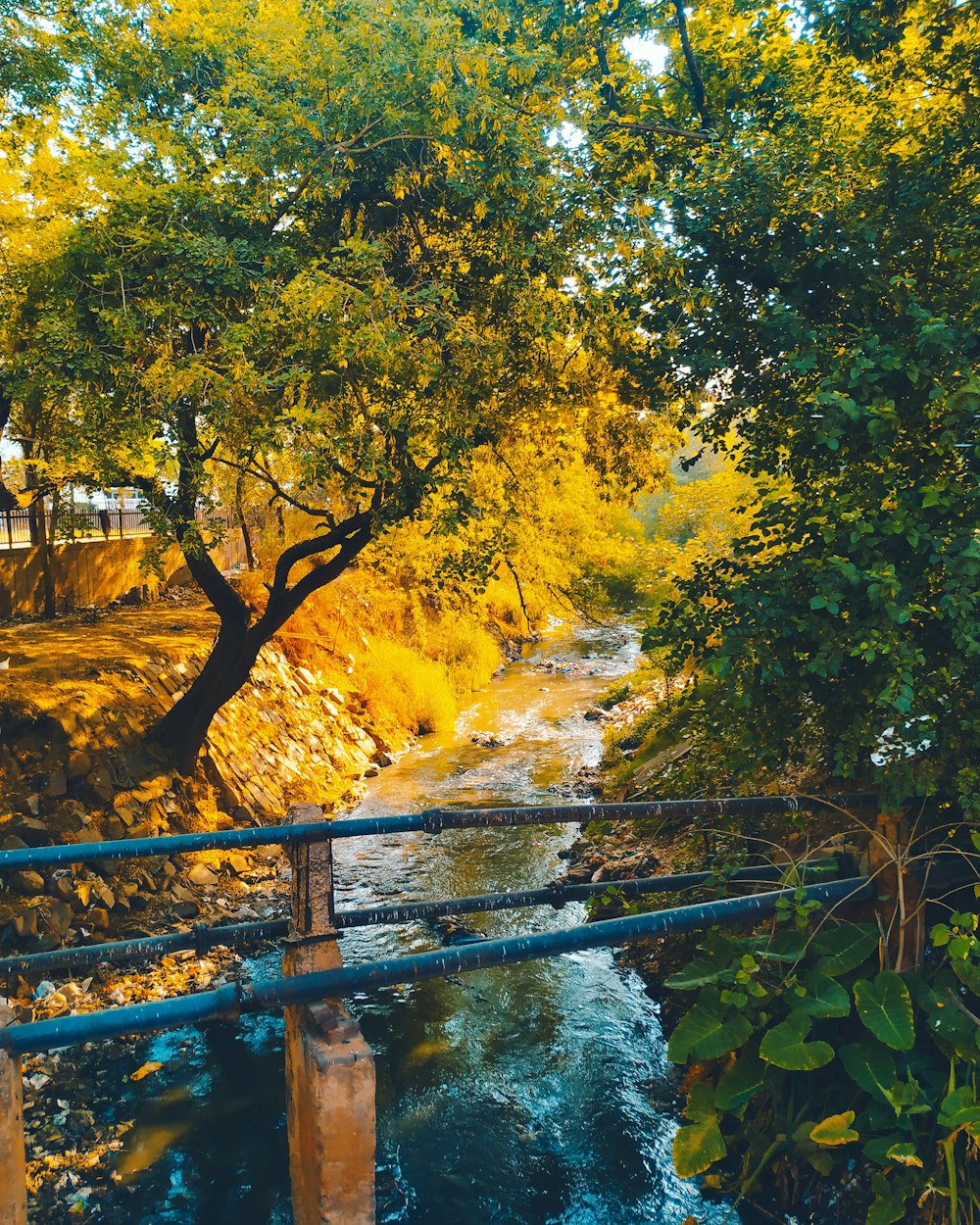 bridge on river near trees