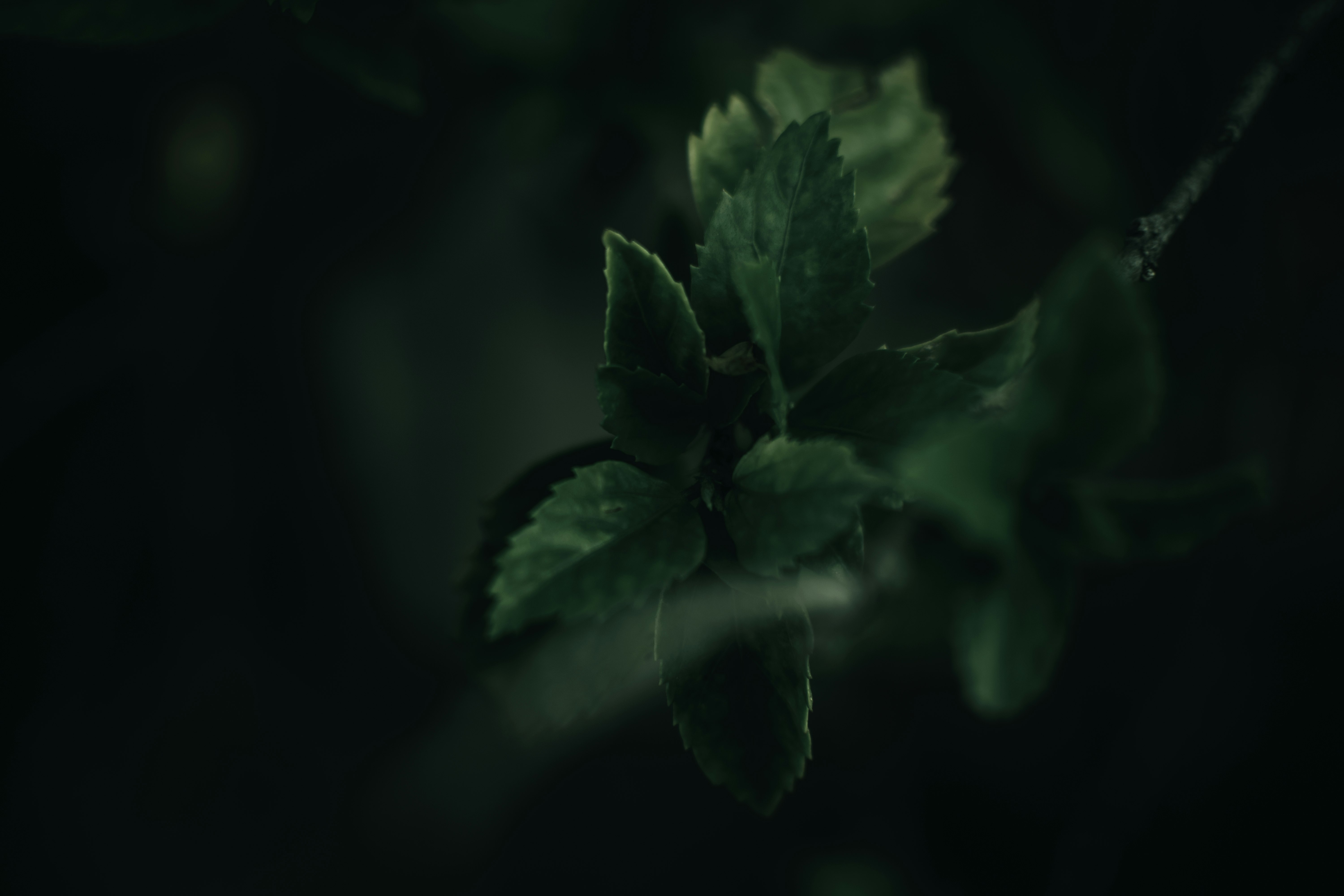 focus photography of green leafed plant