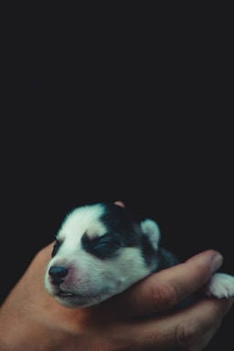 A small puppy with closed eyes rests peacefully in the gentle hold of a human hand against a dark background. The puppy's fur is a mix of white and black, and its features appear soft and delicate.