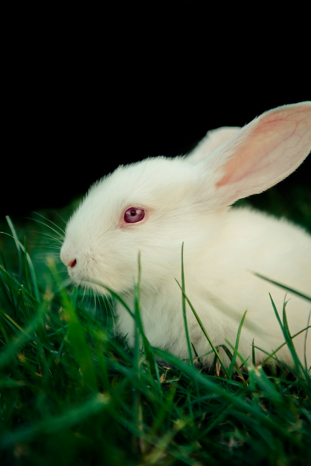 a white rabbit is sitting in the grass