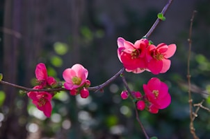 purple petaled flower
