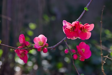 purple petaled flower