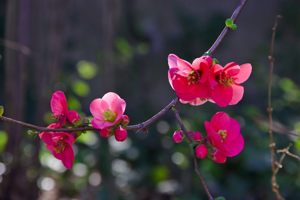 purple petaled flower