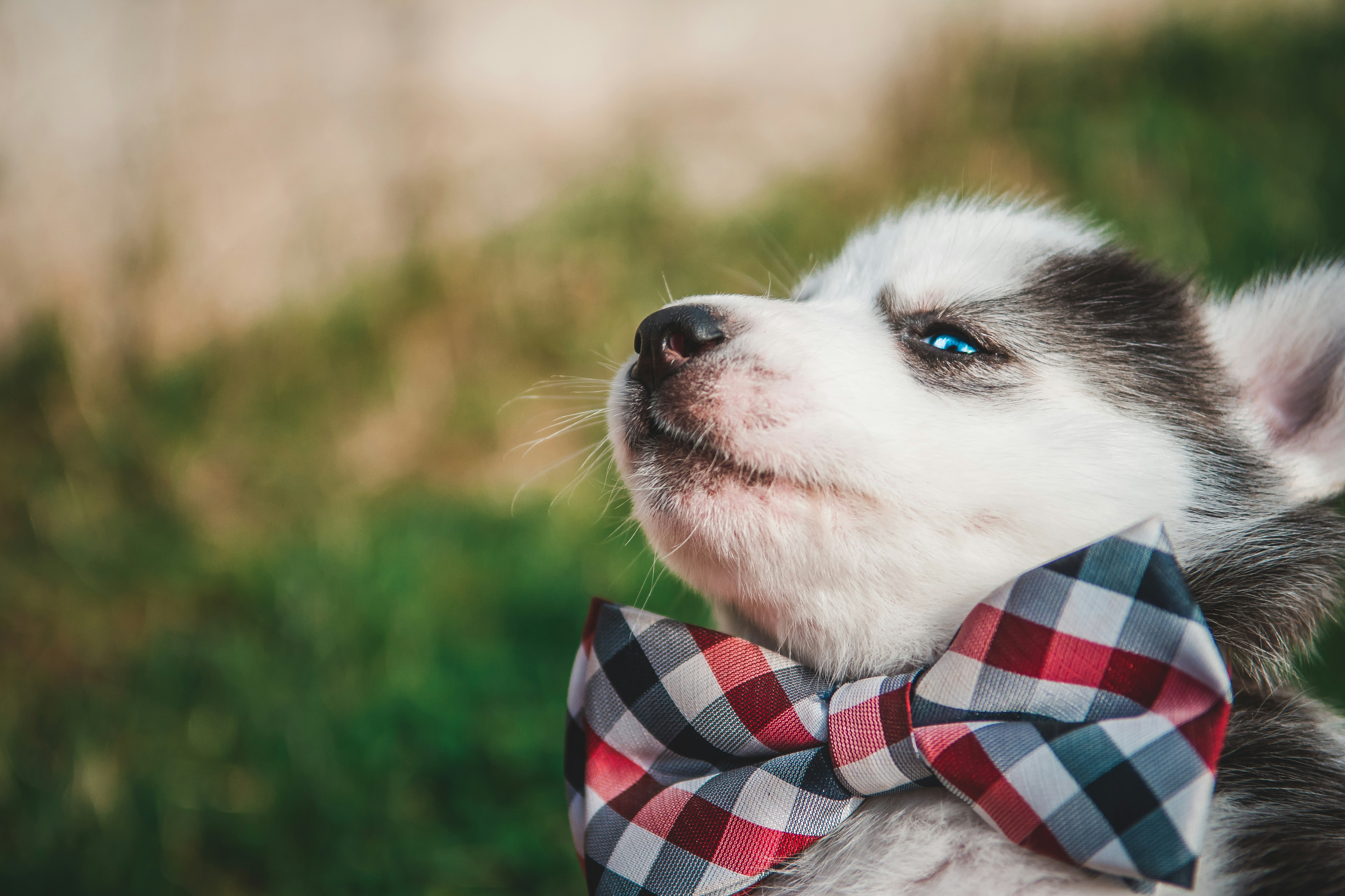 dog wearing a bow tie