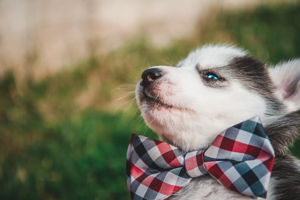 Cucciolo di husky siberiano