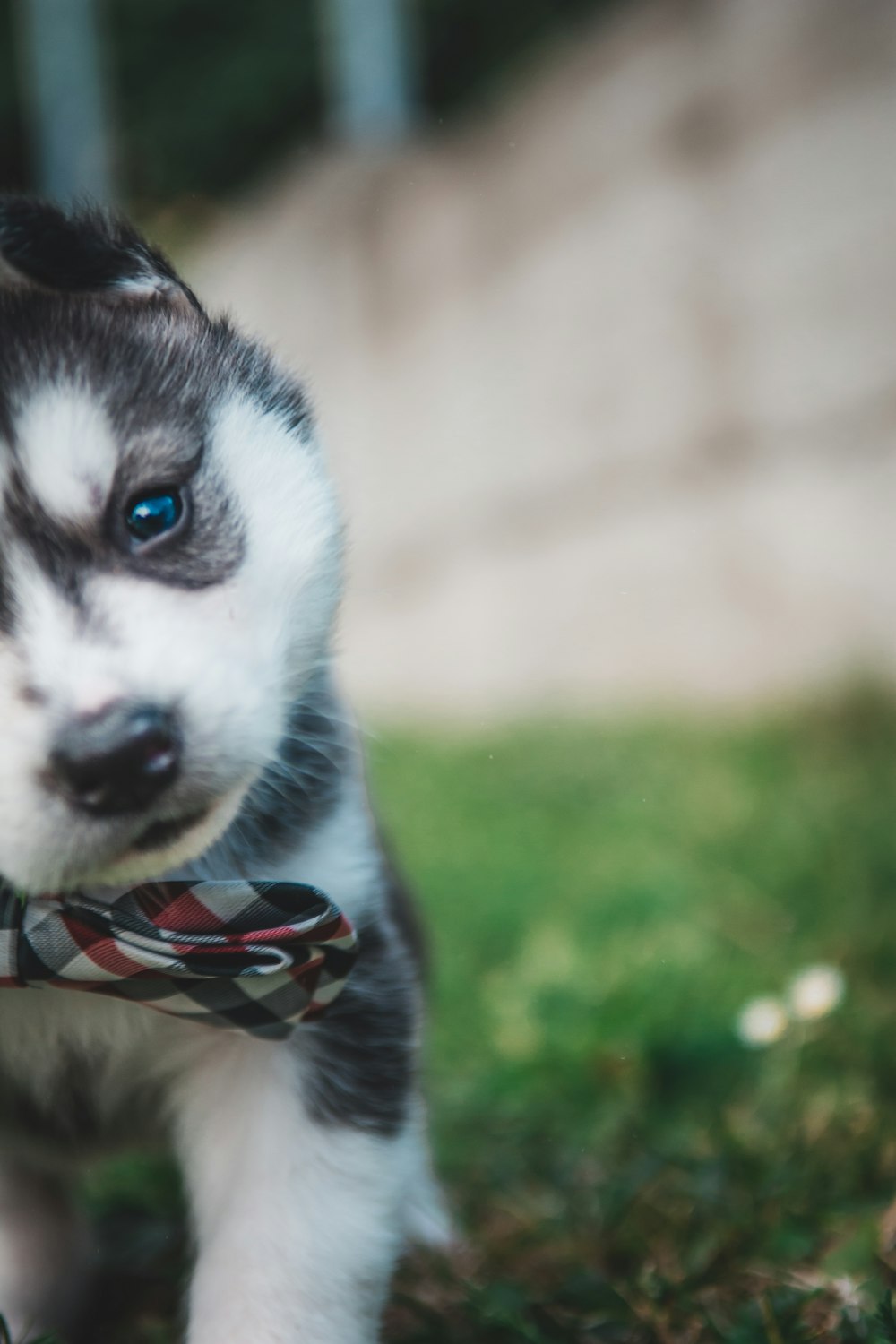 black and white Siberian husky puppy