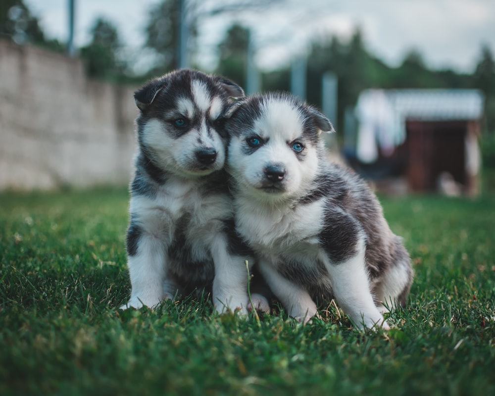 緑の芝生の上に座る2匹のシベリアンハスキーの子犬