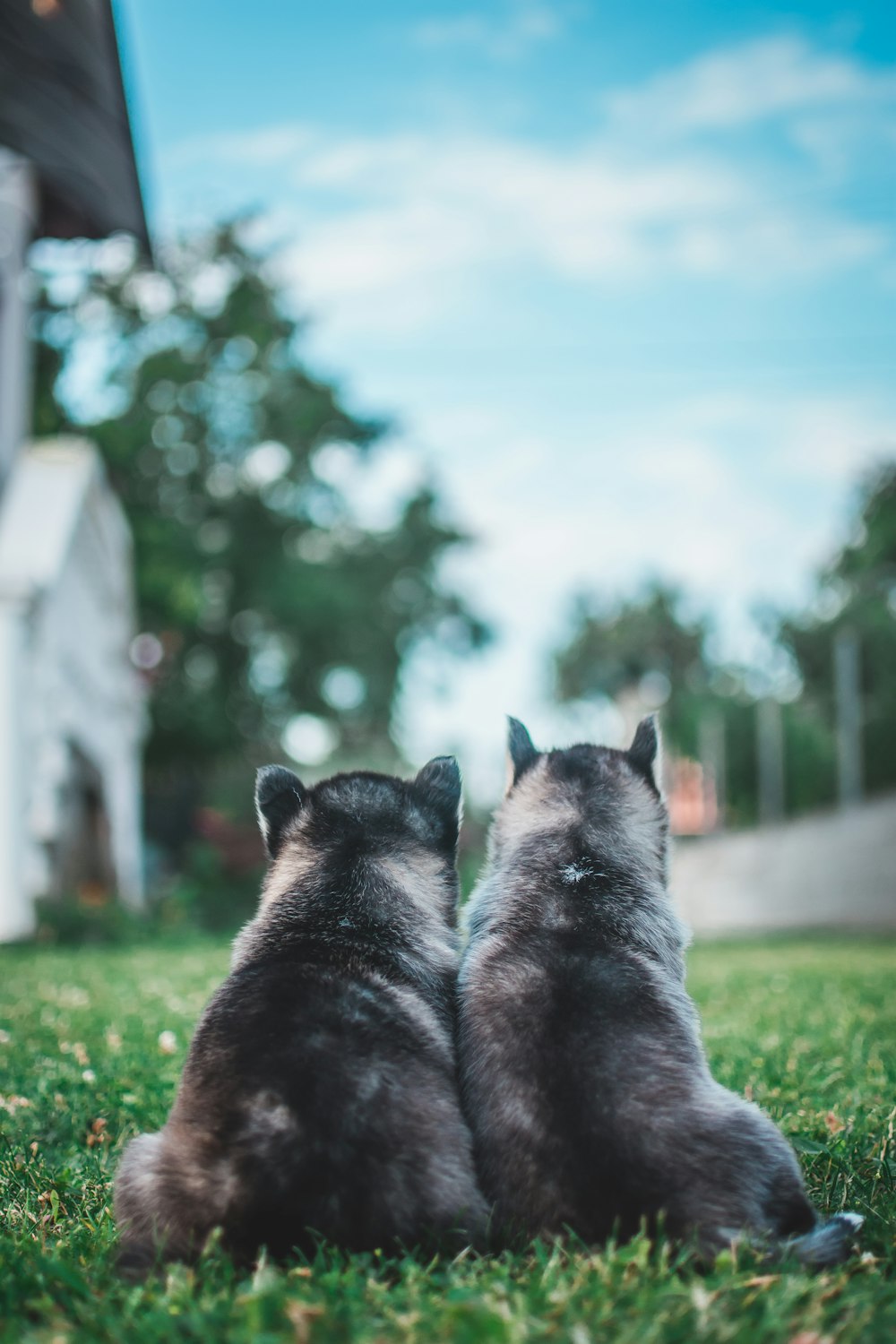 two short-coated white and gray dog on green field during daytime