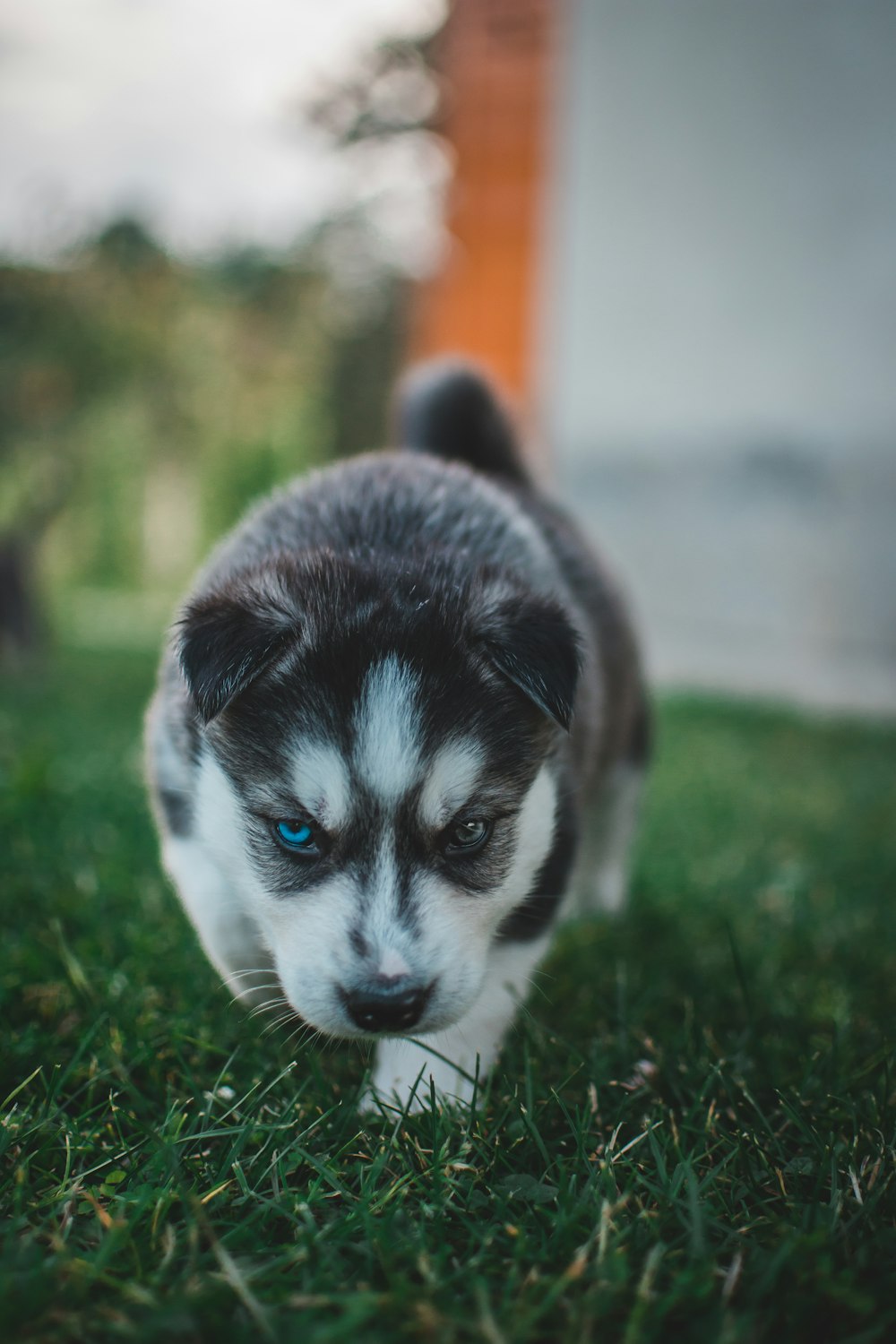 Siberian husky puppy in green field