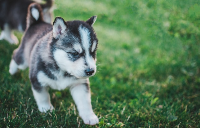 Siberian Husky puppy walking on grass