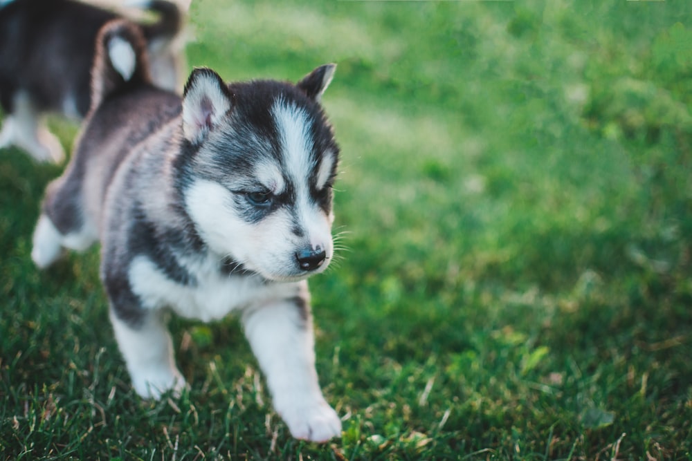 悪魔マスクシベリアンハスキー子犬の浅い焦点の写真