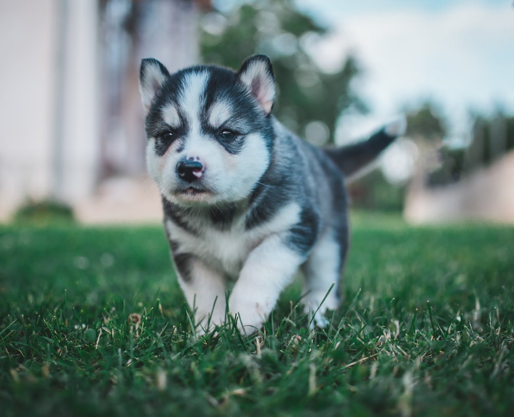 白と灰色のシベリアンハスキーの子犬のセレクティブフォーカス写真