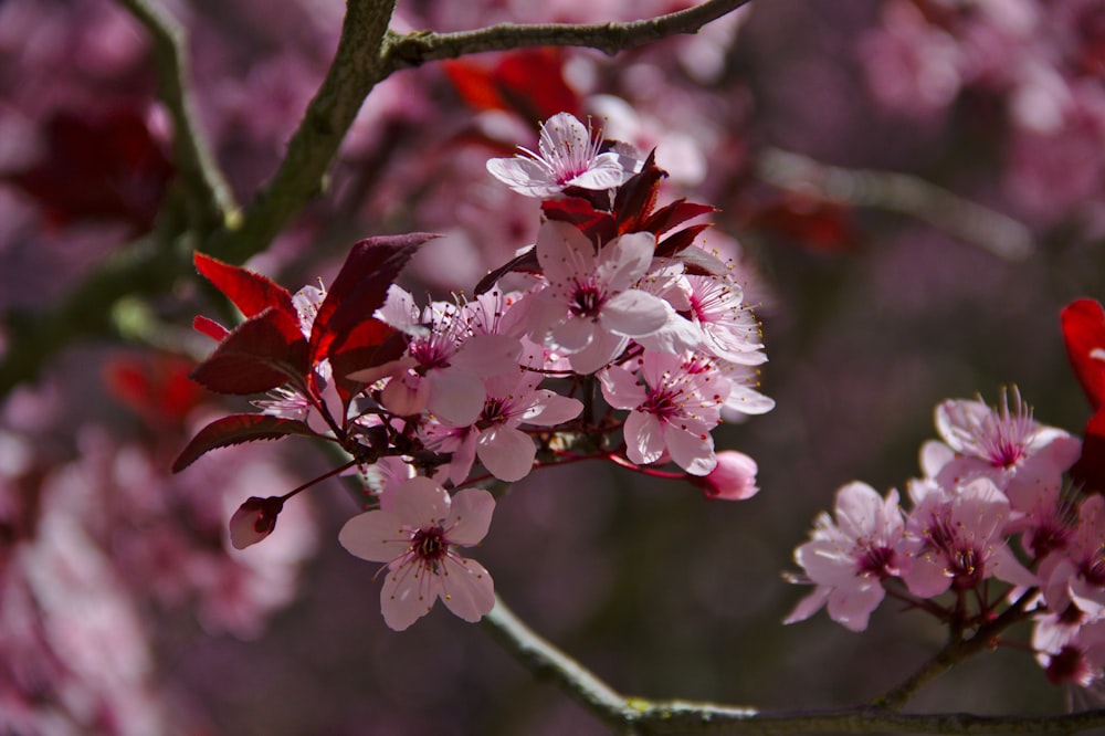 blooming pink cherry blossoms