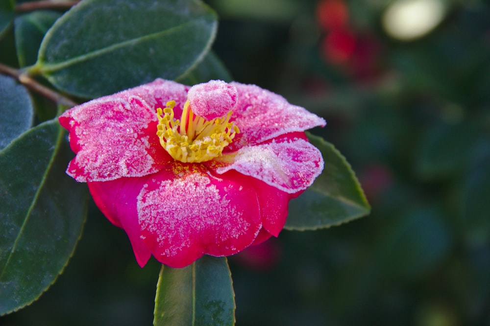 shallow focus photo of pink flower