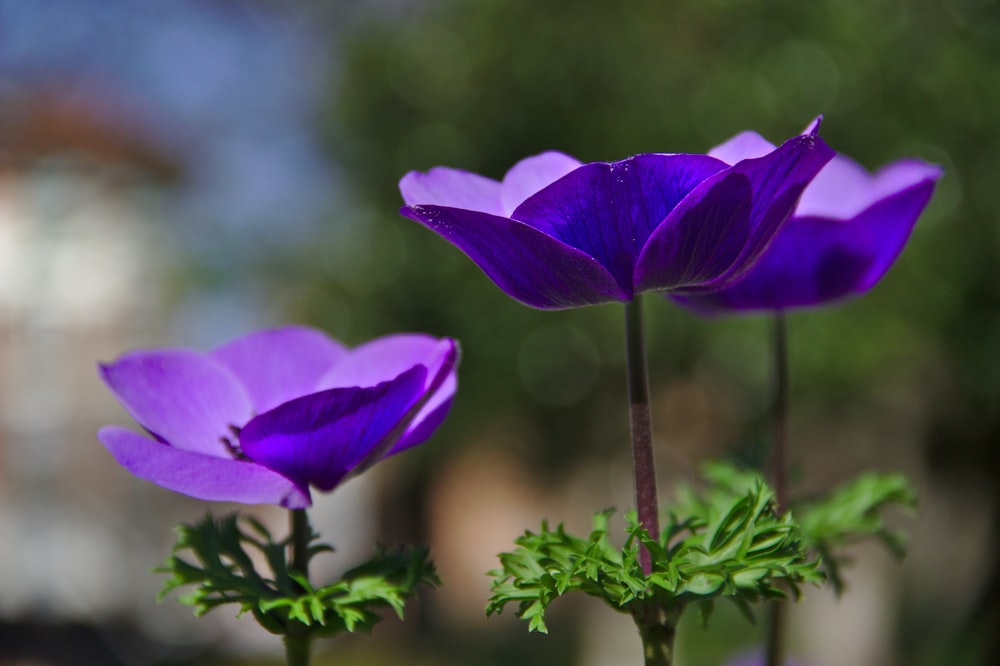 purple petaled flower