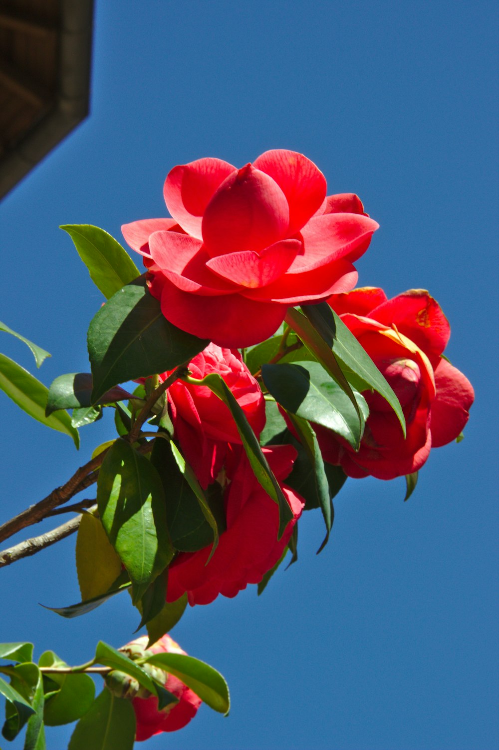 red petaled flowers