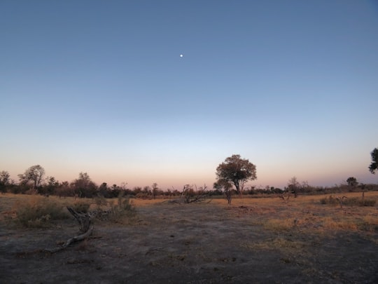 green tree in Ngamiland East Botswana