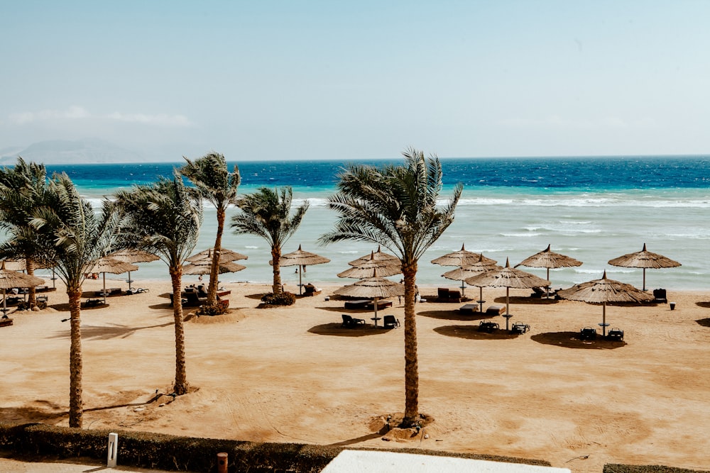 palm trees near ocean during daytime