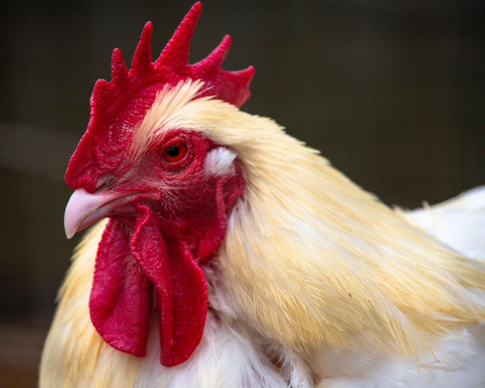 a close up of a rooster with a red comb