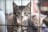 A tabby kitten with a pink collar is peering through the bars of a cage. Another light-colored kitten is visible in the background, blurred.