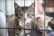 A tabby kitten with a pink collar is peering through the bars of a cage. Another light-colored kitten is visible in the background, blurred.