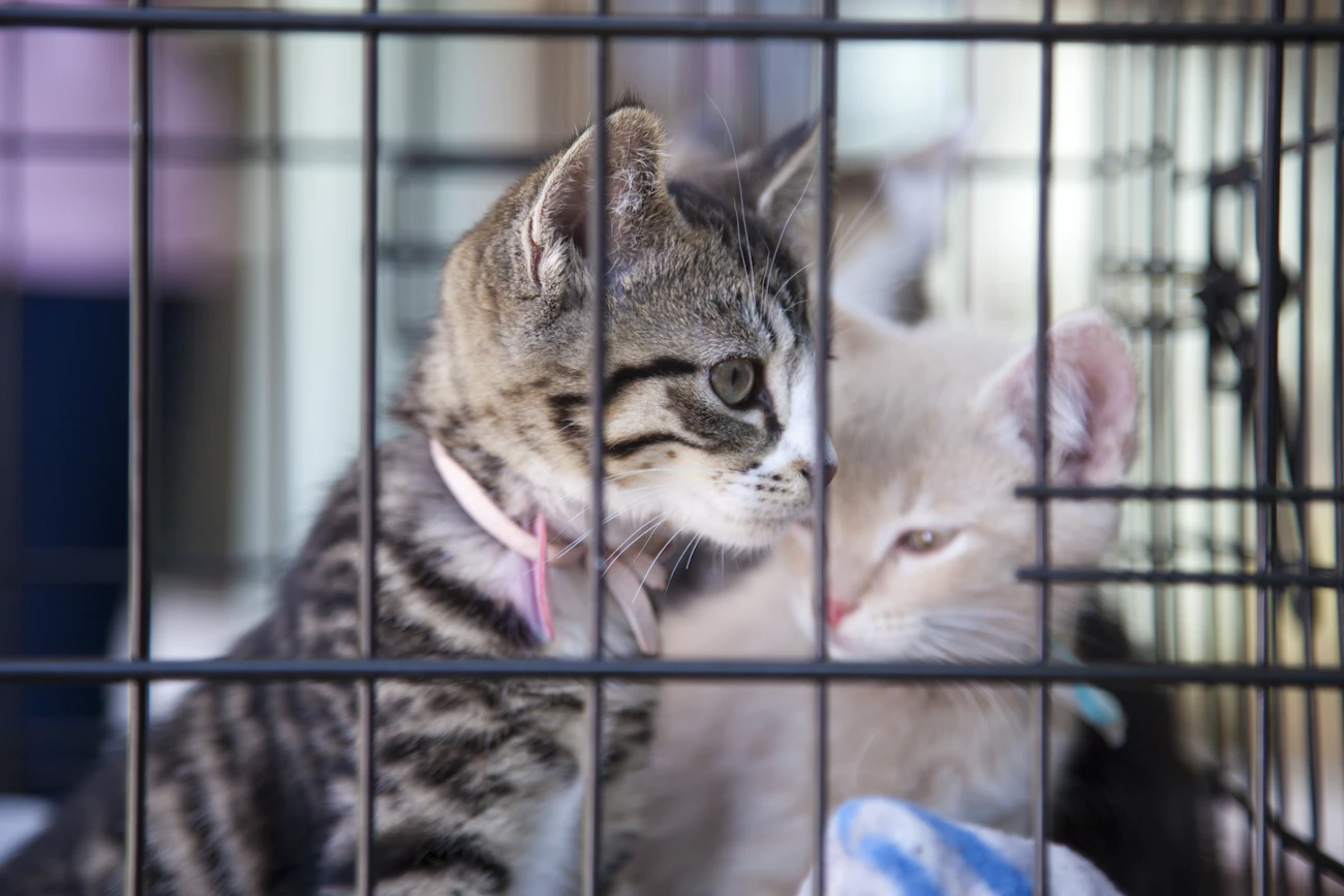 グッズ・設備レビューの記事「折りたたみケージを猫可賃貸で用意する前に考えること」のアイキャッチ画像