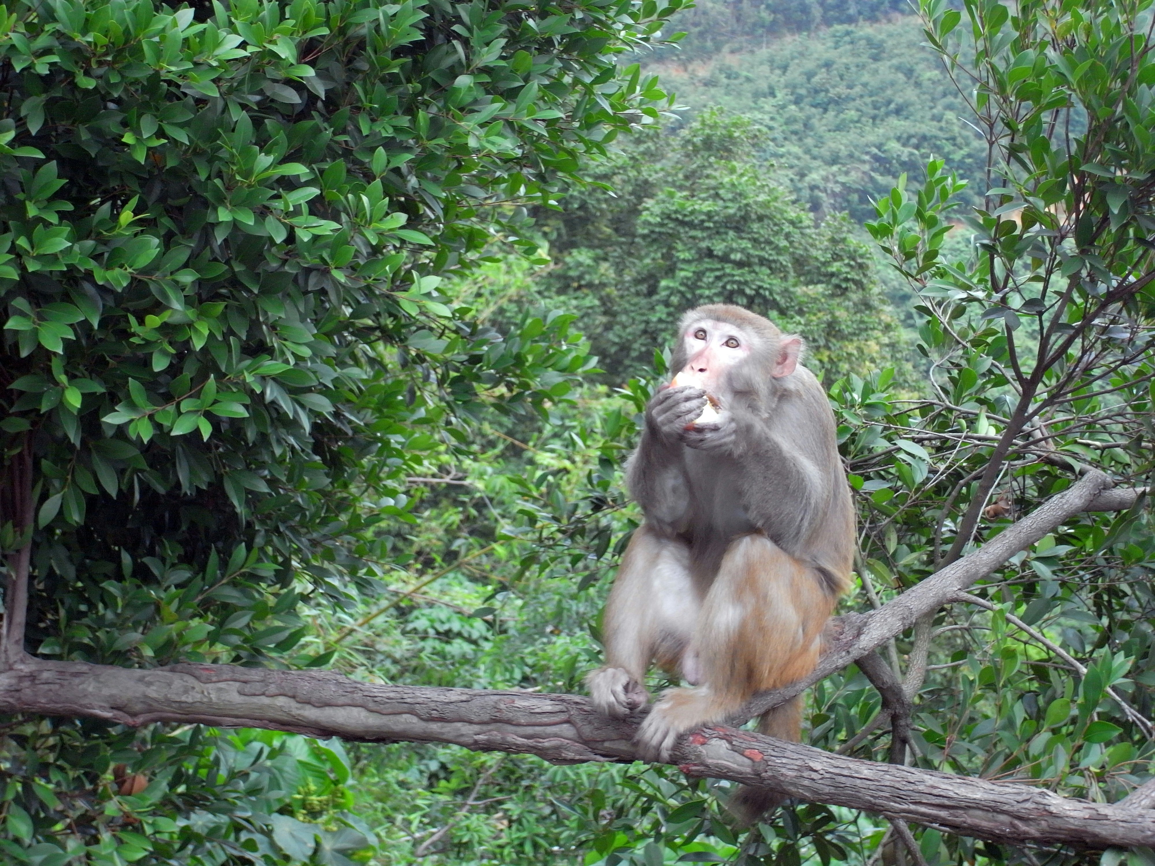 a monkey is sitting on a tree branch