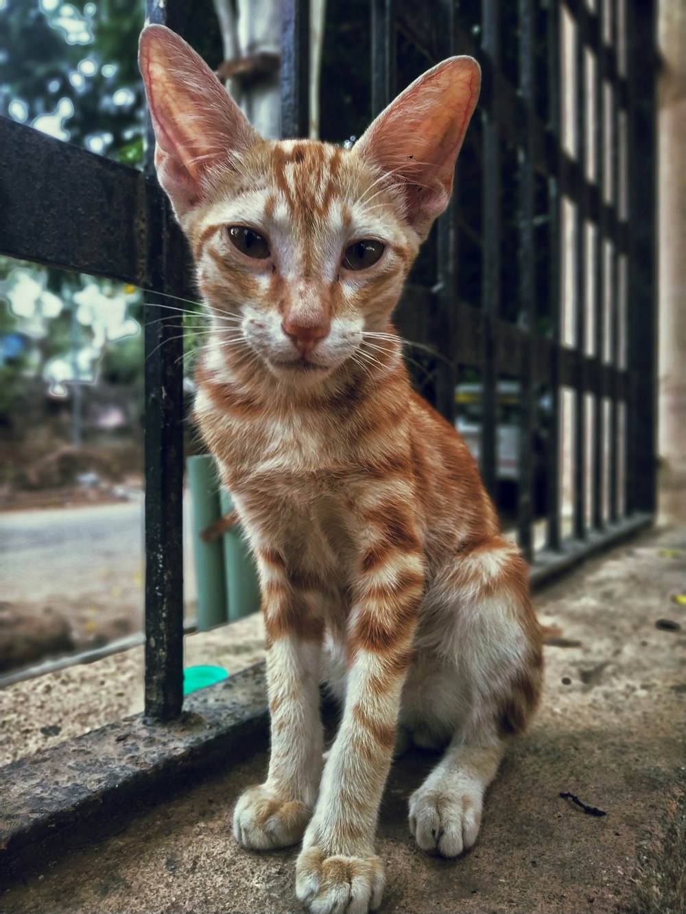 orange and white cat