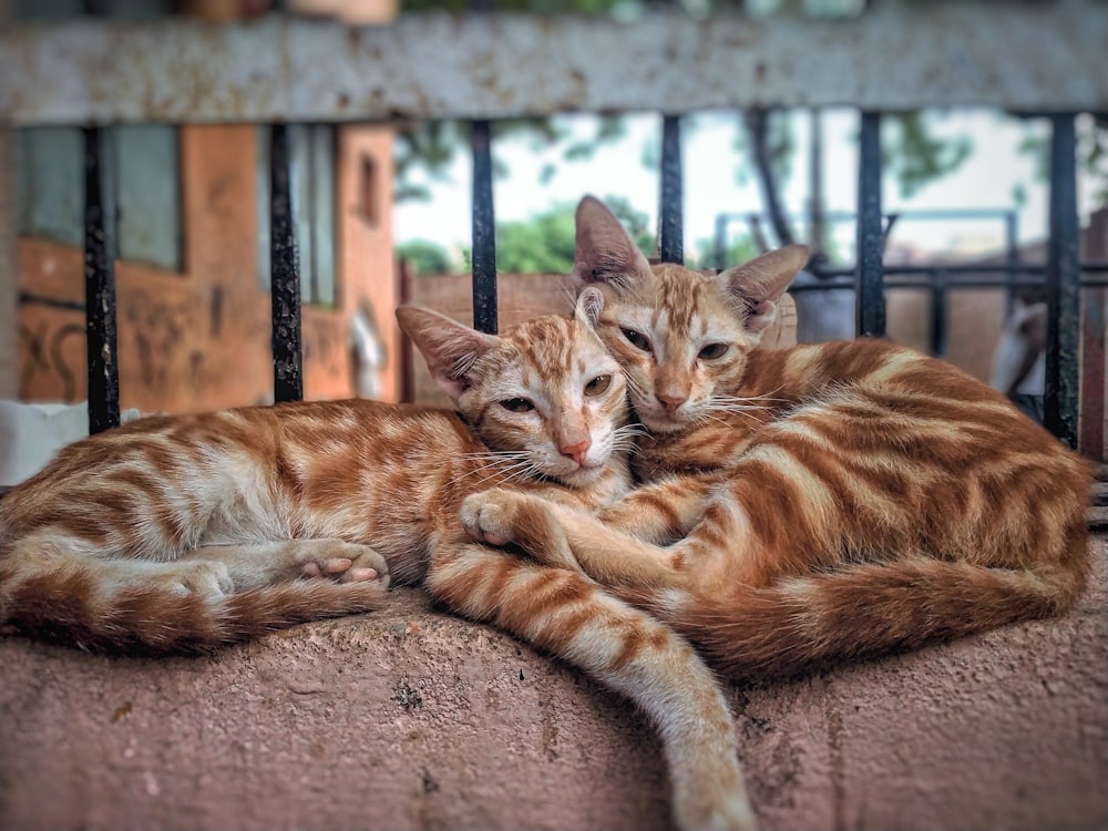 two orange bengal cats