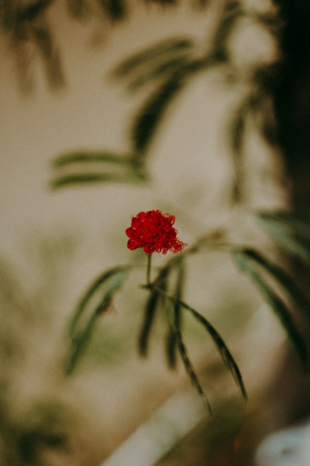 red flower