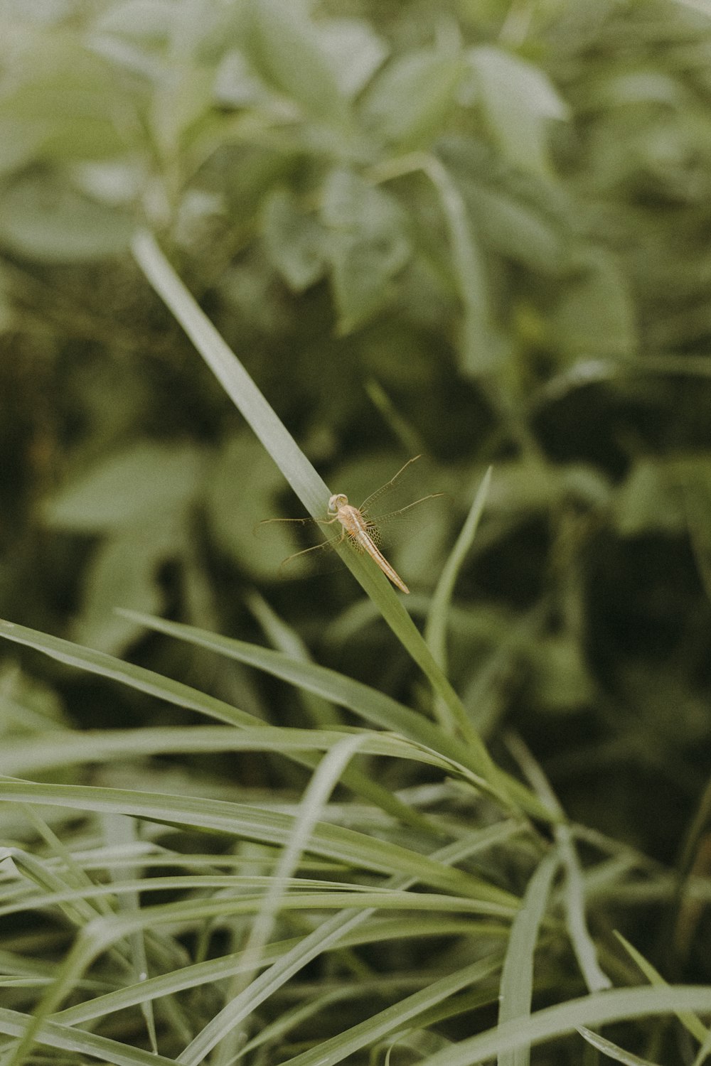 brown dragonfly on focus photography