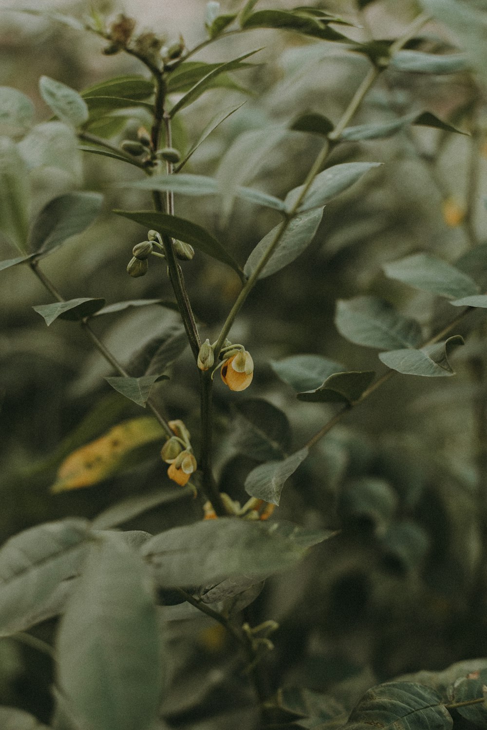 closeup photo of green leafed plant