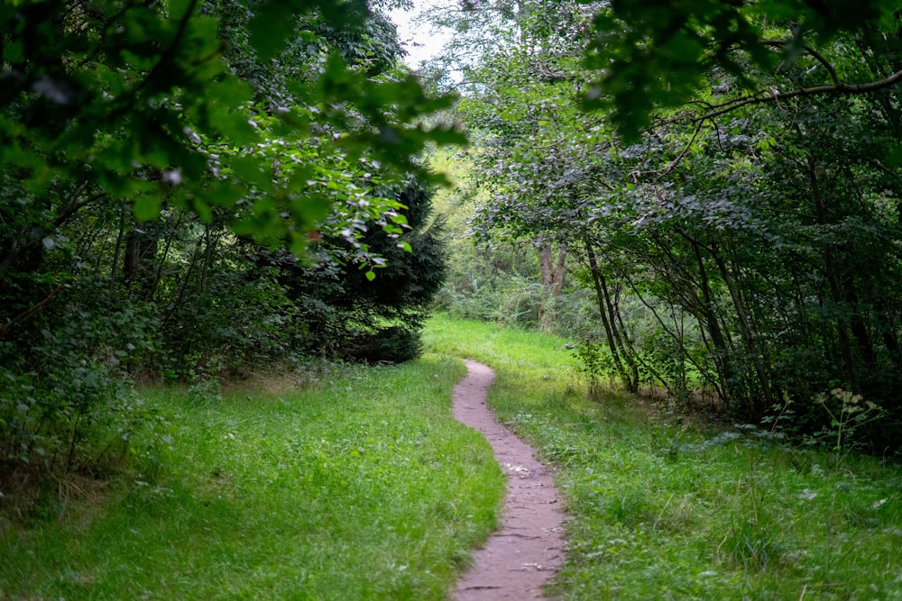 a dirt path in the middle of a lush green forest