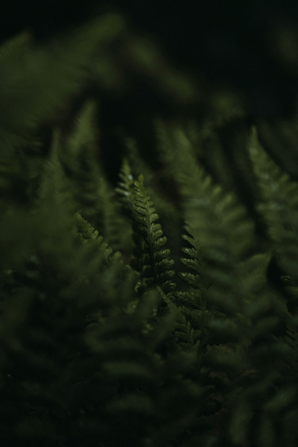 selective photo of fern plant