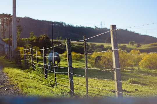 horse standing on grass field near fence during daytime in Lages Brasil