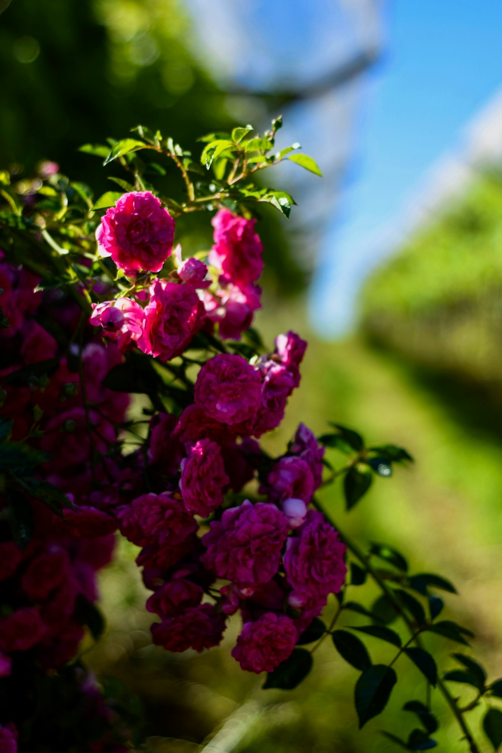 closeup photo of pink cluster petaled flowers