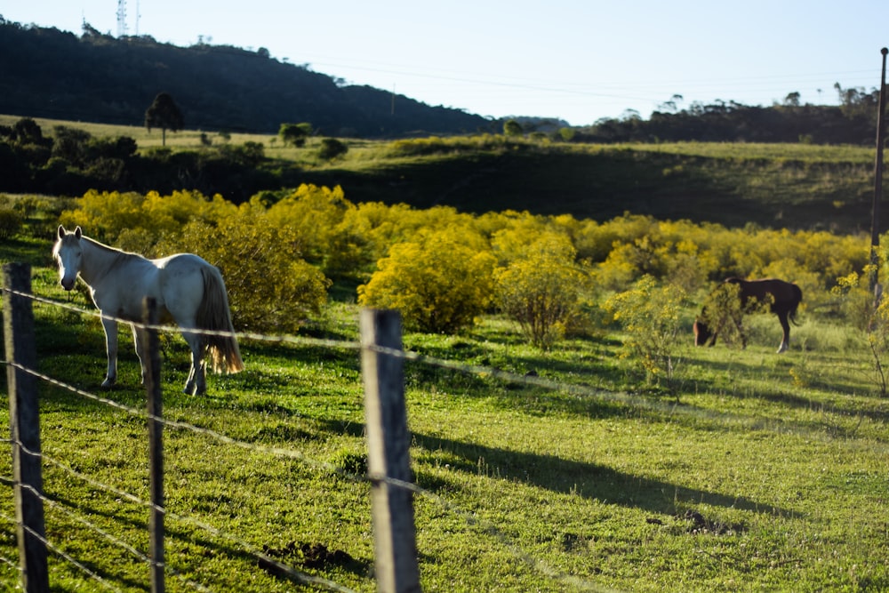 white horse in field