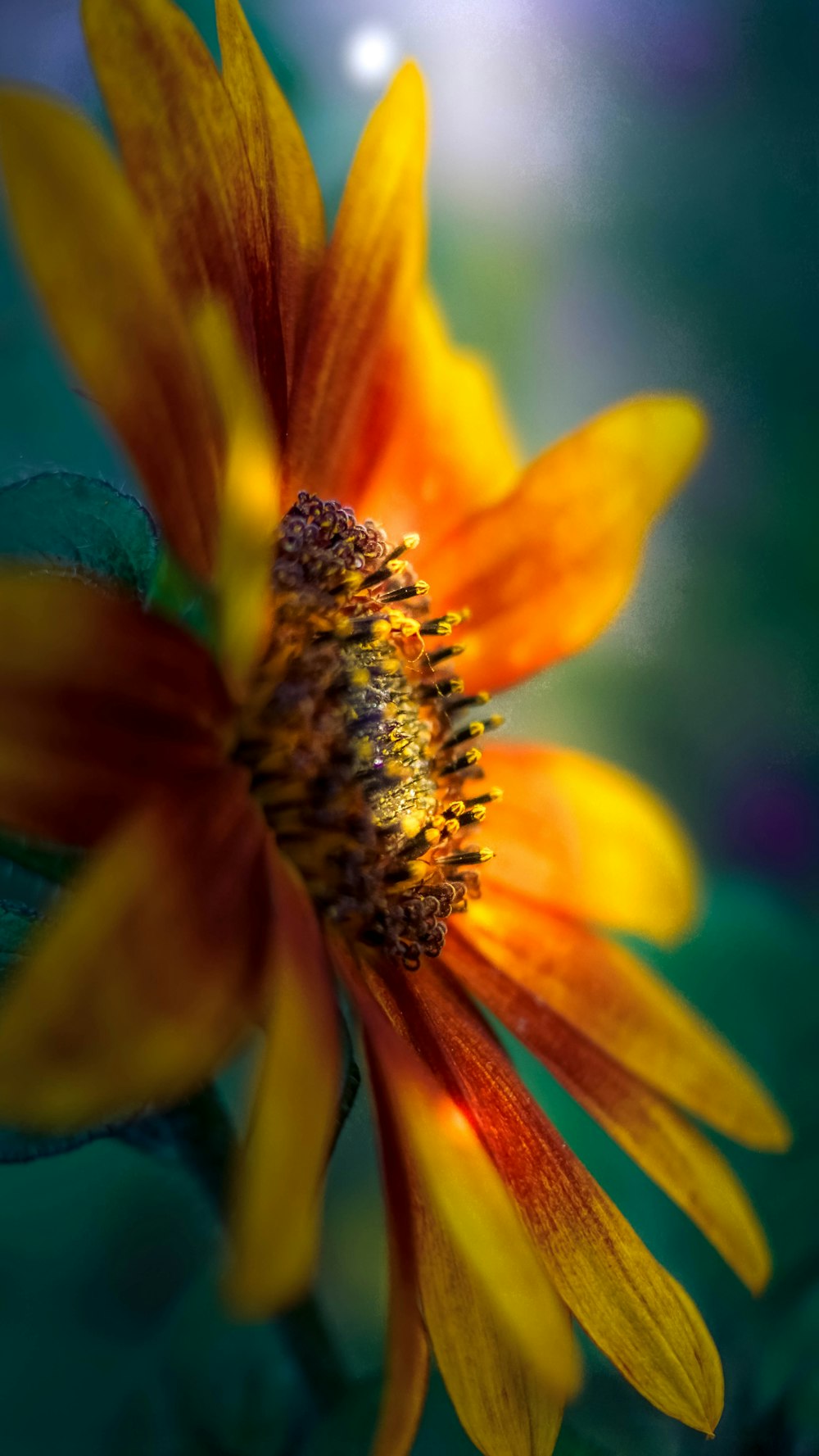 a close up of a yellow and red flower