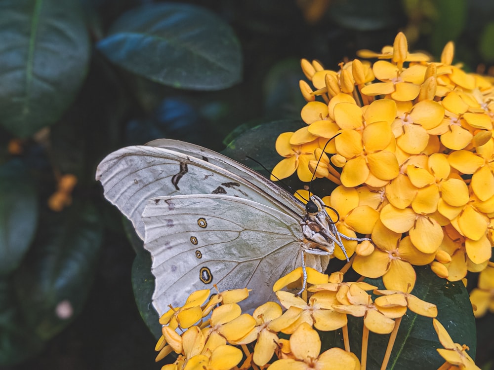 close-up of gray butterfly