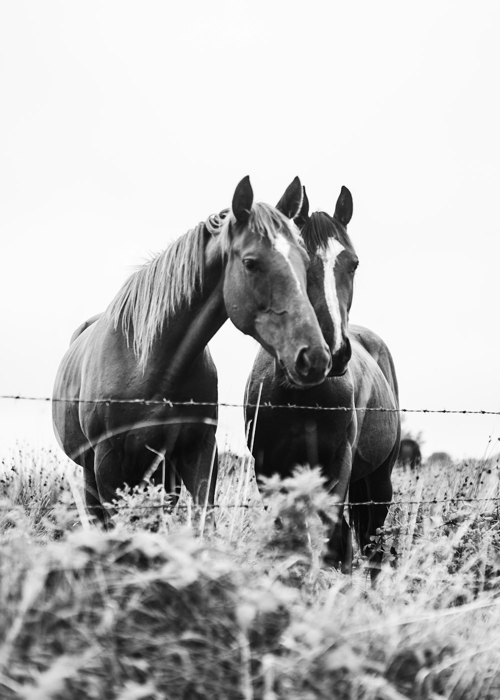 grayscale photo of horses