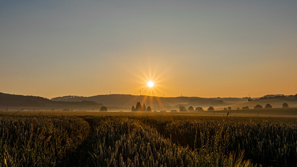 wet field during golden hour