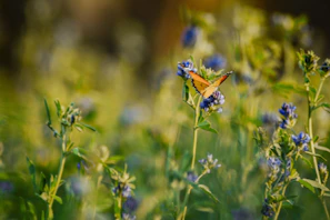 A colorful butterfly resting on a blooming wildflower in a natural meadow