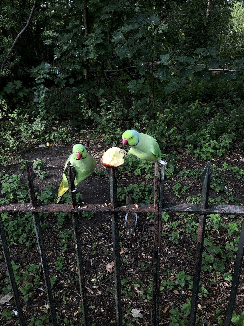 two green bird on metal fence during daytime